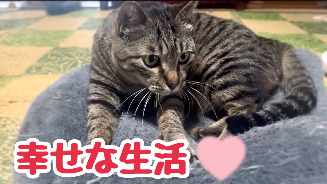 猫との生活はフミフミしたり警戒したり大集合したりと毎日飽きません