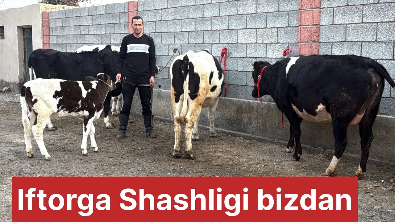 Homidboydan Yosh ona bola sigir va Bugʻoz gʻunajinlar bonusi bor