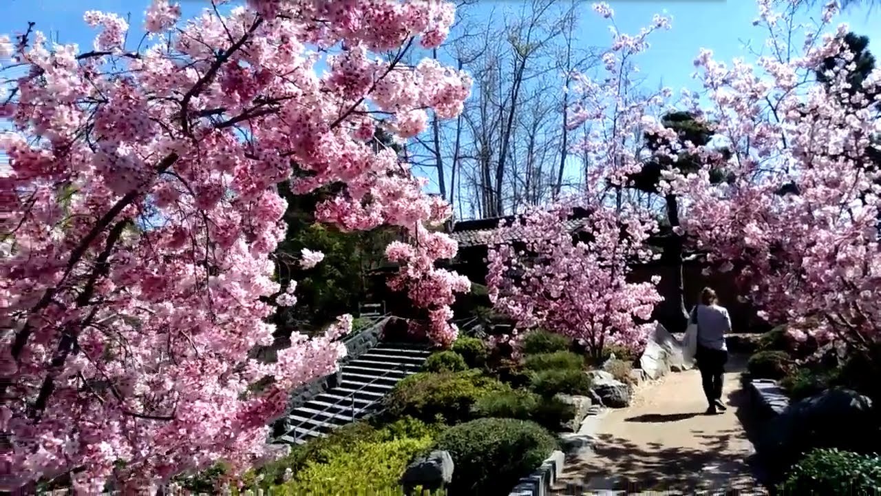 Cherry blossom at the Huntington's Japanese Garden YouTube
