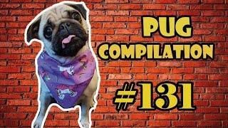 NEW ! Pug Compilation 131 - Funny Dogs but only Pug Videos | Instapug by pugscompilation1 260 views 5 years ago 20 minutes