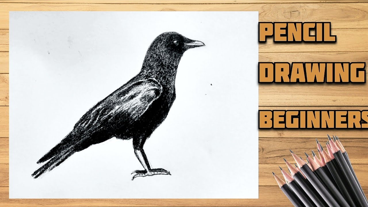 Crow bird drawing easy || How to draw a Crow || Crow drawing