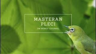 Masteran Pleci Sejalur Tembakan Rambatan