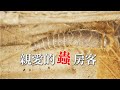 【家居昆蟲】親愛的蟲房客｜家中最親密的陌生室友(我們的島 第1101集 2021-04-19)