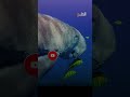 قرية كتارا مدرج روماني بنكهة قطرية تقليدية