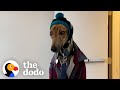 Couples Gives Rescued Racing Greyhound The Best Retirement Ever | The Dodo