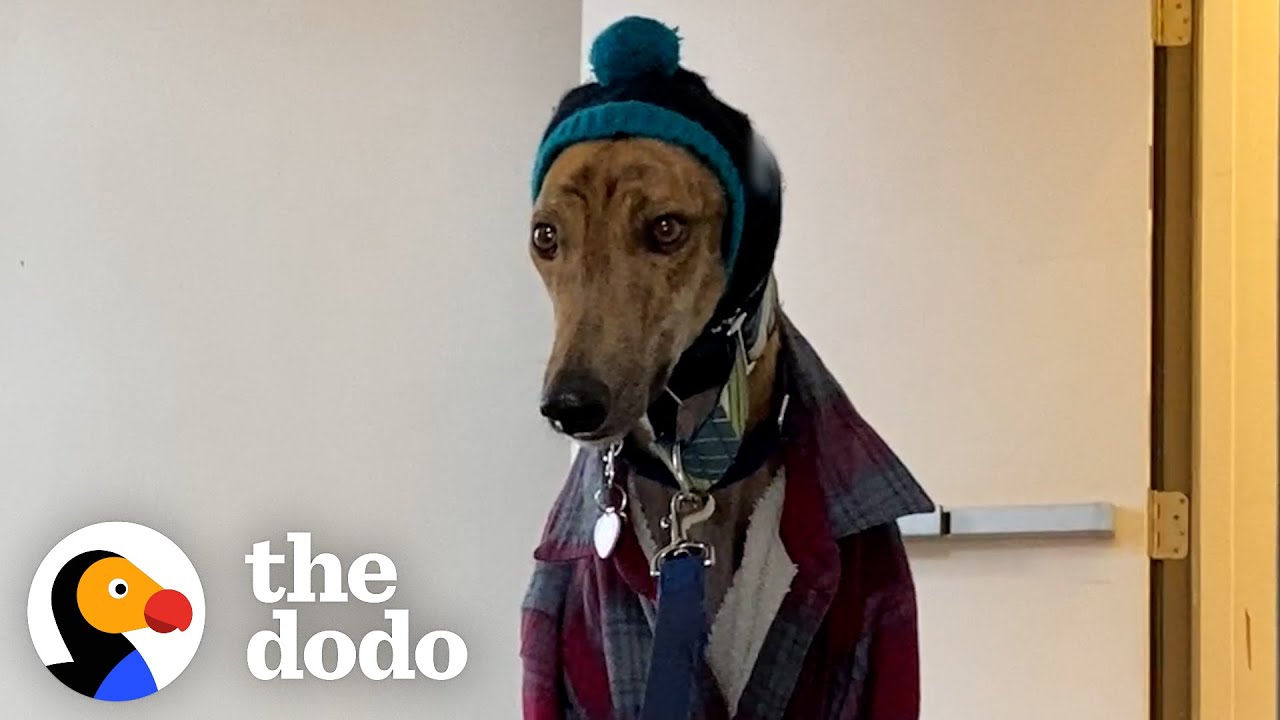 Couples Gives Rescued Racing Greyhound The Best Retirement Ever | The Dodo