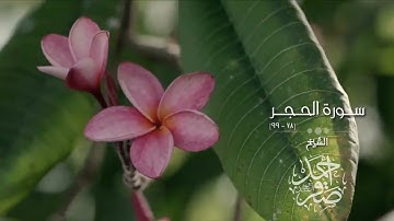 سورة الحجر [ ٧٨ - ٩٩ ] || الشيخ : أحمد يحيى صقر - وفقه الله -