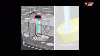 Quick Tips for Change the Water in a Fish Aquarium