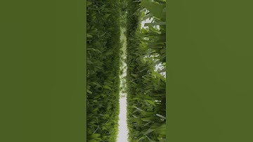 2023 Render of grass in Blender 3D