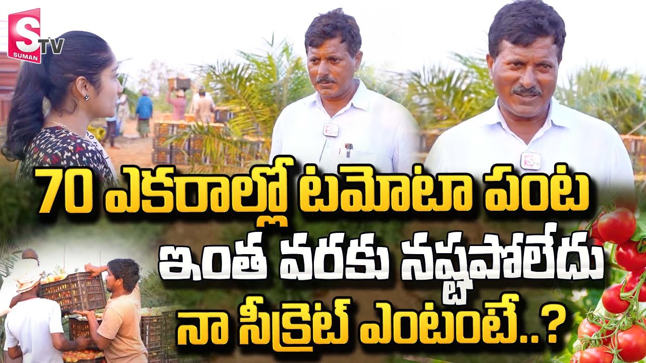 70 ఎకరాల్లో టమోటా పంట ఇంత వరకు నష్టపోలేదు.. నా సీక్రెట్ ఏంటంటే..? | 