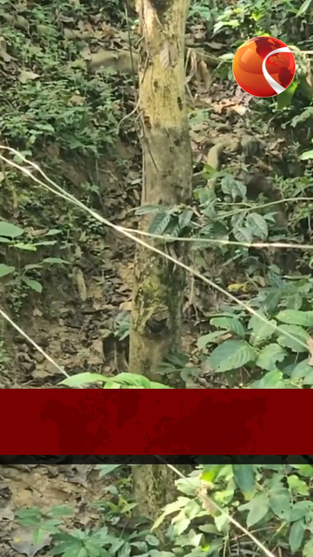 কাপ্তাইয়ের সোলার ফেন্সিংয়ের বেশিরভাগ অকেজো | #Channel24 #kaptai #News
