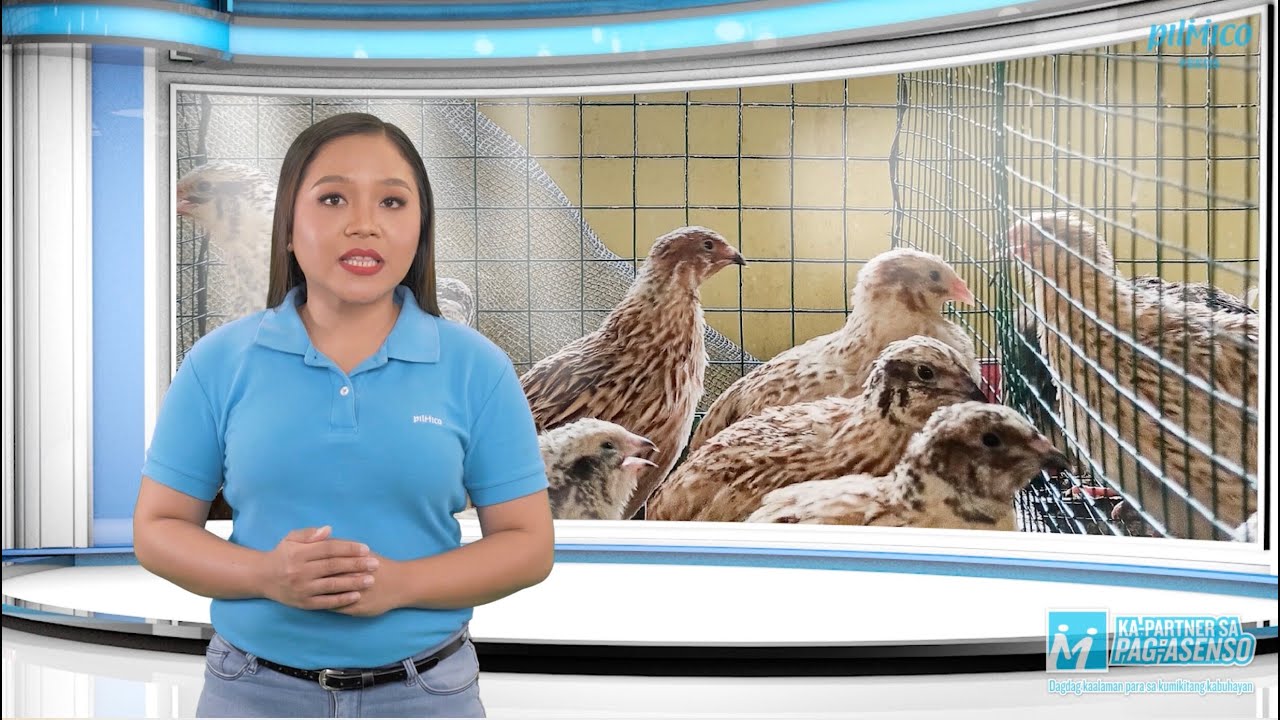 Quail Episode 4 Building Orientation and Space Requirement YouTube