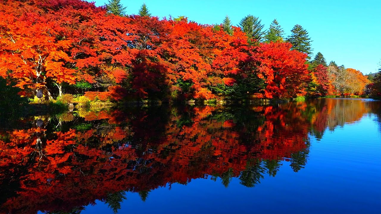 Осенние листья Каруидзавы в 2025 году — одни из самых красочных за последние годы!