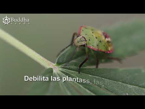 Video: Chinche De Flores Densas