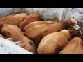 Скотный рынок город Хасавюрт. Нереальные цена. Выгодно ли откормливать бычков?