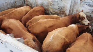 Скотный рынок город Хасавюрт. Нереальные цена. Выгодно ли откормливать бычков?