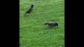 Bird Bem Solto Slowedreverbed