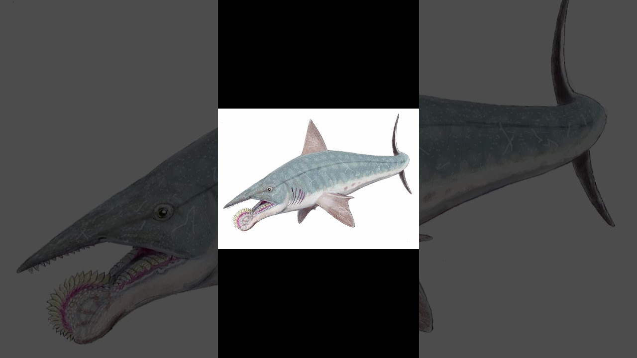 A bizarre shark? Have you heard of this sea creature? #shark #sealife