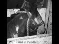 War Paint First RCA Bucking Horse of the Year  Ted Moomaw's Rodeo Archives