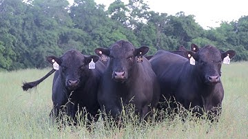 Angus VNR: Improving Beef Genetics Through New Technologies