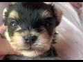マルチーズとヨーキーのミックス犬男の子