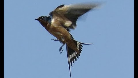 FeatherFlix Bird Video of the Week: Barn Swallow Harvests the Grasslands