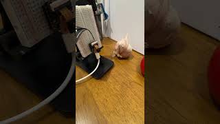 Machine learning: Training vision AI on ESP32 #dogilab