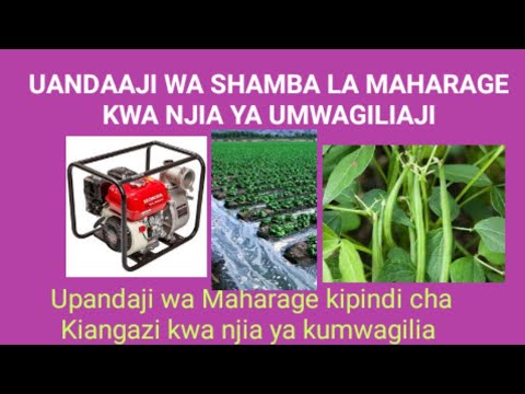 Video: Jinsi ya Kukua Jasmine kutoka kwa Vipandikizi (na Picha)