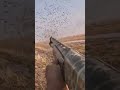 صيد القطا اكسبلور Hunting الصيادين صيد طيور Military الاهوار Fishing البر Duckhunting لايك صيد القطا اكسبلور Hunting الصيادين صيد طيور Military الاهوار Fishing البر Duckhunting لايك