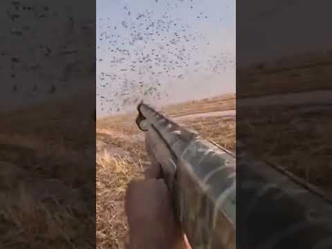 صيد القطا اكسبلور  الصيادين صيد طيور  الاهوار  البر  لايك