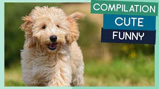 Goldendoodle Compilation: Cute Puppies, Funny Dogs & Tricks