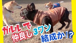 【柴犬 もみさん】(ドッグラン)ガルルな柴犬がフレブルさんとビーグルさんと仲良しグループになれるのか！（12月撮影）　Shiba Inu Momisan  made friends