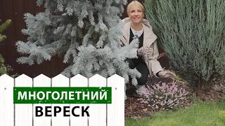 видео: Что делать с вереском осенью? Главные ПРАВИЛА УХОДА перед зимой: грунт, мульчирование, полив картинка: Что делать с вереском осенью? Главные ПРАВИЛА УХОДА перед зимой: грунт, мульчирование, полив