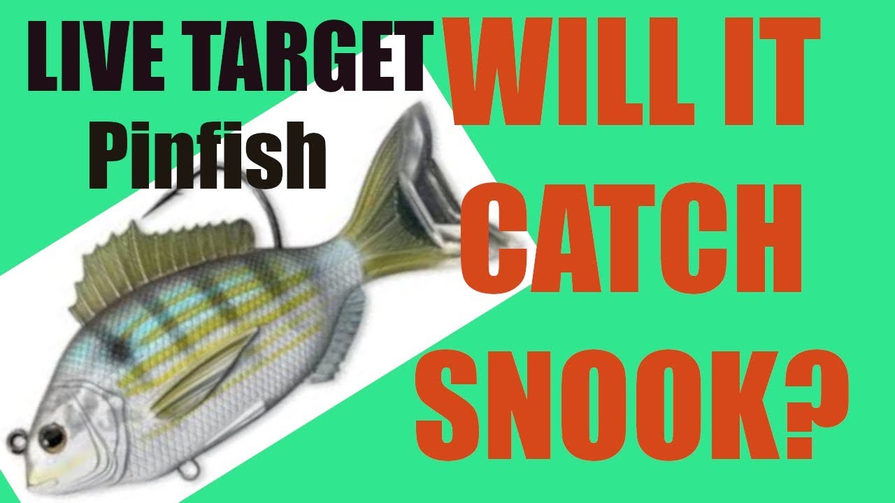 Will This Pinfish Lure Catch Snook? SHOCKING RESULTS! LIVETARGET Review 