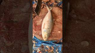 How To Easily Hilsa Fish Cutting?