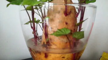 Come far germogliare la patata in acqua?