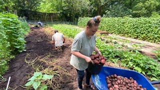 We Did It!! MASSIVE Potato Harvest!!! Second Year Growing!