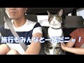 嫁ちゃん実家からの帰り　家族5人一緒に旅行です♪　暴れ猫/保護猫ハナ♂