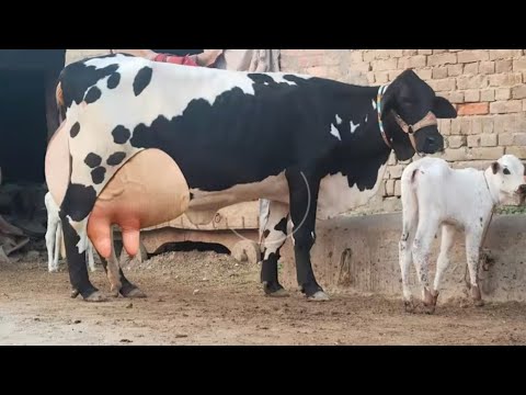 Frzian Cholstani Cross Cow for sale (03005104051)YouTube. 5-6-2026