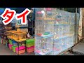 日本にはいない生き物だらけ！？タイのペット市場が楽し過ぎた・・・！