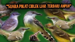 SUARA PIKAT BURUNG CIBLEK LIAR TERBARU DAN TER JITU | 2020