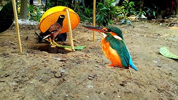 Simple Birds Trapping | How to make Easiest way bird trap in village