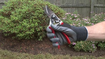 How to Prune Azaleas and Rhododendron