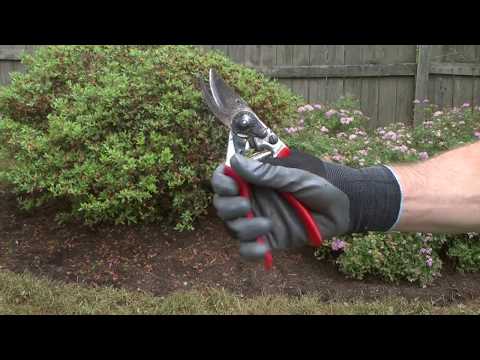 How to Prune Azaleas and Rhododendron