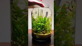 How to make a nano jar aquarium #aquarium #fishtank #fish #fishbowl #aquascape #plantedtank