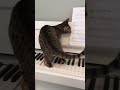 Caught in the Act – Cat Edition! 🕵️‍♂️🐱 #CaughtInTheAct #CatCaught #SneakyCatFails #GuiltyCats #Ca