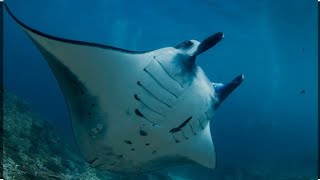 Manta fish. Top 10 places to dive with mantas