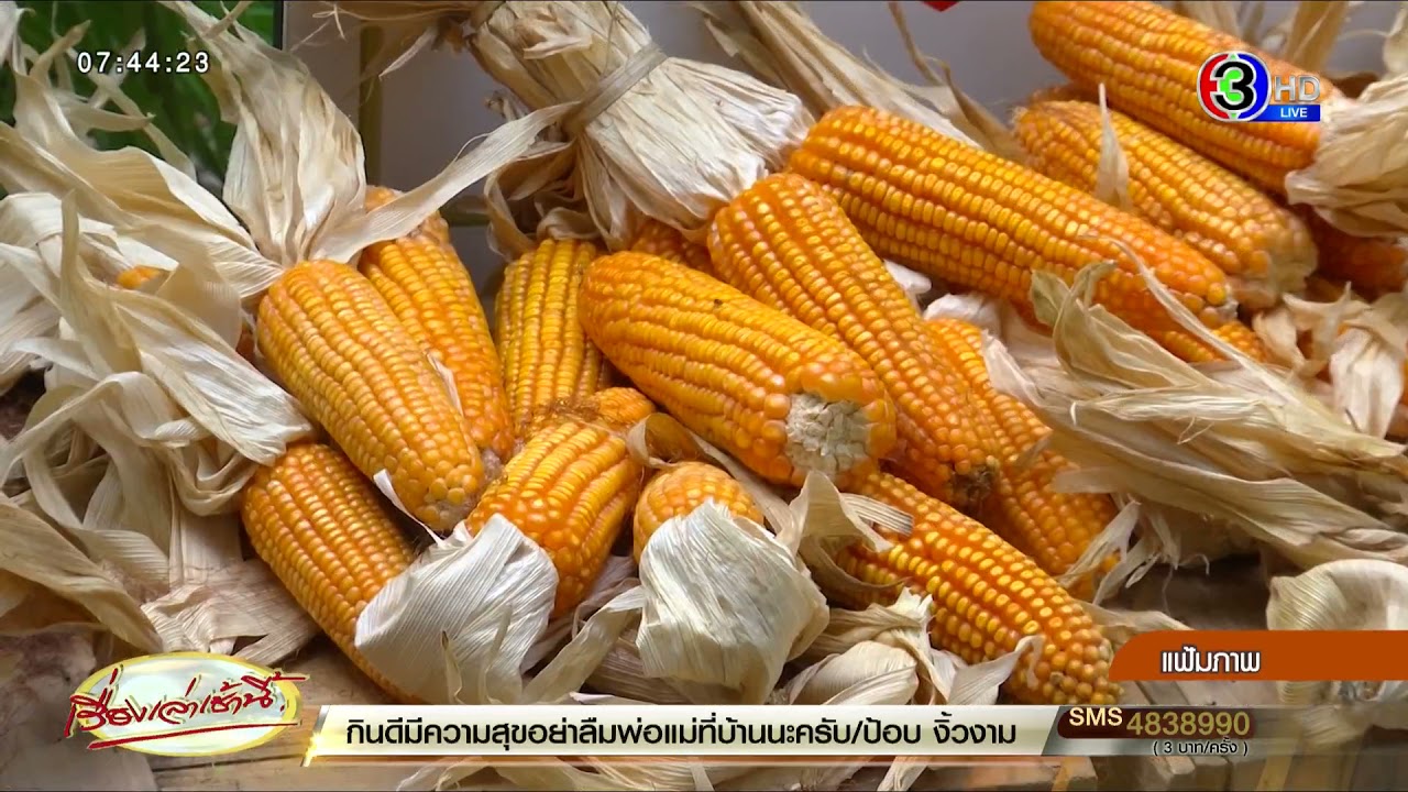 ตรวจสอบเงินประกันรายได้เกษตรกรปี 64 65 New 2022 ครม.เคาะประกันรายได้ ข้าว-มันสำปะหลัง-ข้าวโพด วงเงินรวม 2.7 หมื่นล้าน