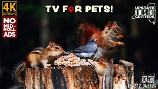 4k Cat TV  Dog TV  Upstate Birds And Critters: Ep 242 — 042624 — No Ads