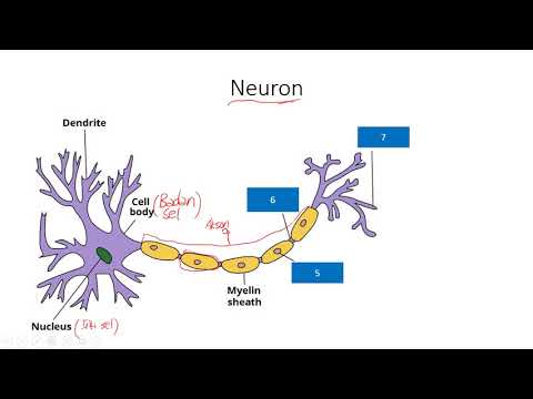 Video: Mutasi Berulang Baru Dalam Gangguan Perkembangan Neuron: Sifat Dan Implikasi Klinikal